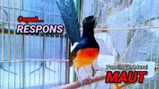 Pancingan murai batu agar emosi cepat gacor bongkar isian