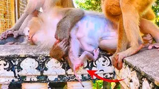LIVE: Old Mama PINKA Tries to Relax and Regain Strength After Feeding Her New Baby 🐒💖