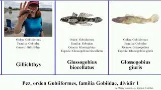 Pez, orden Gobiiformes, familia Gobiidae, dividir 1 gobio benthophilus amblyeleotris cryptocentrus