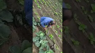 A unique technique of village farmers for plowing the fields using manual labor #shorts