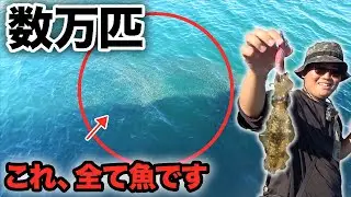 【対馬遠征】数万匹の魚群がいる海で秋イカが連発した！