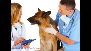 Briarcrest Veterinary Clinic - In Good Hands - Bryan TX 77802