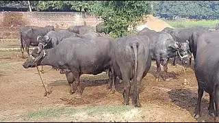 Buffalo Dairy Farm !! Bhaish Dairy Farm Live
