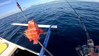 Japanese Bigeye Soldierfish
