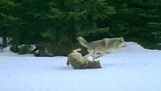Walla Walla wolf pups at play