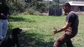 Treino de Prote&ccedil;&atilde;o - Rottweiler de Trabalho - Protectionwork - Workingdog - Dogtraining - IGP - IPO