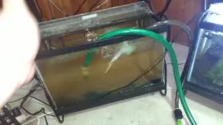 The downside to using well water for your fish