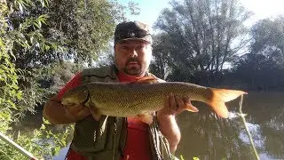 HOL BRZANY 4,2 KG -CZYLI BOLONKA W AKCJI
