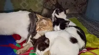 Moments of relaxation to calm the nerves naturally in the company of cats 