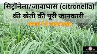 Выращивание травы Javagrass/Citronella ki kheti/Выращивание цитронеллы/Фермер Индии/Сбор цитронеллы