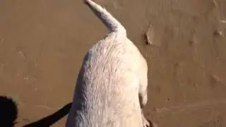 Happy Happy Dog