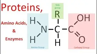 Proteins & Enzymes (regular biology)