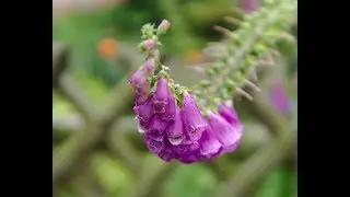 Como se ve la semillas de dedalera planta (Digitalis purpurea)