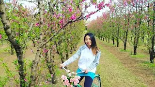 Saku Blossom Festival, Walliston, Western Australia