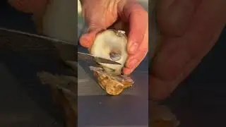 Pemaquid oyster taste test #oystertastetest #oyster #pemaquid