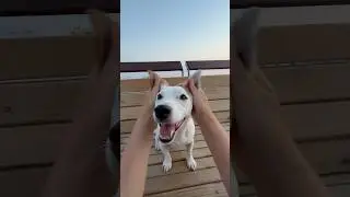 She Says I&rsquo;m Beautiful 🐶💞&rdquo; #dogshorts #funnydog #dogtv #doglife #tvfordogs