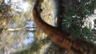 culebra viperina natrix maura