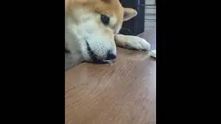 飛び出すリク叩き
