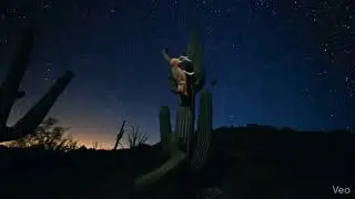 Coyote falls through cactus.🌵🐺 (timescapes.com)
