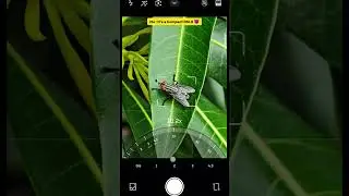 Wait for the fly macro shot on #xiaomi15ultra  #i_mobileclicker #macrophotography #mobileclick