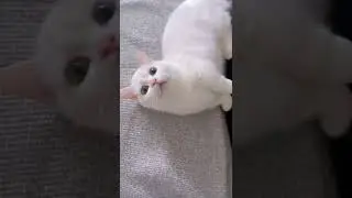 FRAP#猫 #宠物 #cat #pet #funnycat #shorts