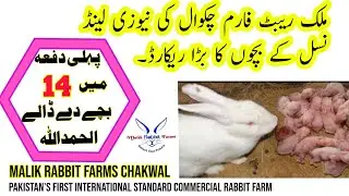NEWZILAND WHITE RABBIT BIGGEST DELIVERY at Malik Rabbit Farms Chakwal || 14 BUNIES