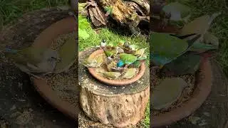 Bird Feeding Time in a Jungle-Like Aviary | So Many Species in One Place!