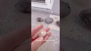 World&rsquo;s smallest coconut 🥥
