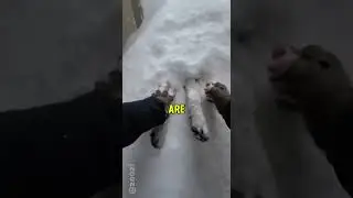 This Man Saved A Dog That Was Trapped Under The Snow