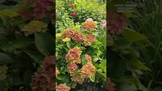 Гортензия Рембрандт Россо Глори #цветы #гортензия #сад