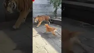 Epic Showdown! Tiger Attacks Panda, Loyal Dog's Daring Rescue!