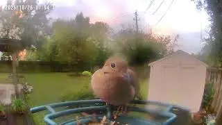 Mourning Dove 10/26/2025
