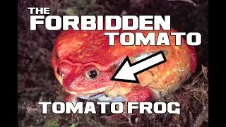 The FORBIDDEN Tomato - Tomato Frog - Animal a Day
