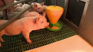 Creep feeding  &ndash; indoor breeding