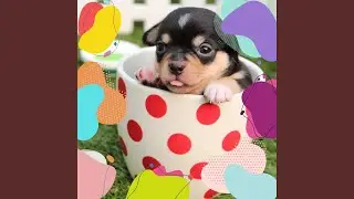 Distinguished Ambience for Dog Training