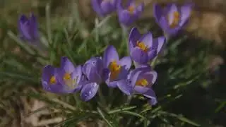Rutgers Gardens in Spring