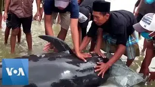 Pilot Whales Stranded in Indonesia