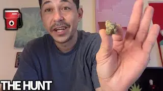 On The Hunt For The Best Weed Strain In Washington