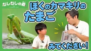 【昆虫】カマキリのたまごを観察しよう！【むしむしの森】香川照之・カァーブル先生・昆虫採集・子ども向け・自由研究・知育・教育・生き物・カブトムシ・クワガタ・てんとうむし・カマキリ