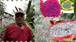 Pitaya o que acontece se comer