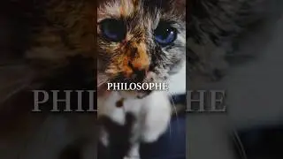 VLOG voyage avec son #chat #animals #catlover #cute #cat #voyage #travel  #tendance #siam #cutepet