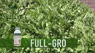 Agroscience | Cultivo de Sand&iacute;a Rescatado de Estrangulamiento de Tallos