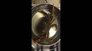 Most Boring YouTube Video 2! 12 mins of boiling live crab to meal. 最枯燥的视频  温水煮青蛙实际验证  螃蟹逃跑了不过还是。。。