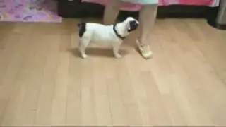 3 month old French Bull Dog Apple dance Oh Carol