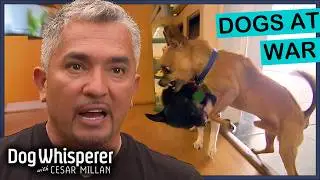 Tiny Chihuahua Friends Have Become Vicious Enemies | Full Episodes | Dog Whisperer With Cesar Millan