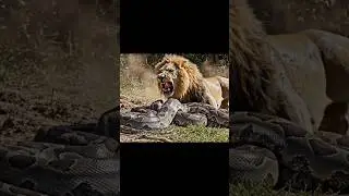 Lion vs Giant Python | Real Jungle Fight Caught on Camera