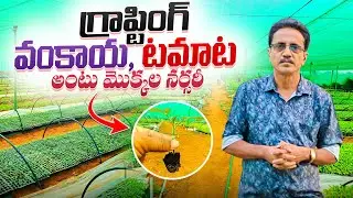 Graphting Brinjal Tomato Plants || Grapting Nursery || గ్రాప్టింగ్ వంకాయ, టమాట మొక్కలు.