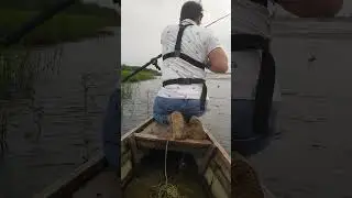 snakehead fish fishing #shorts #ytshorts #fishing #fish