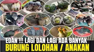 EDAN !!! LAGI LAGI BANYAK BURUNG ANAKAN/LOLOHAN DI KIOS PASAR PRAMUKA
