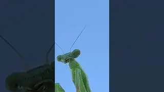 Carolina mantis 